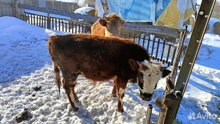 Бычок и телка