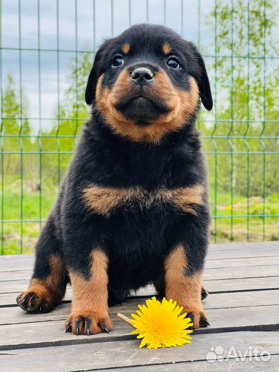 Щенки ротвейлера с доставкой