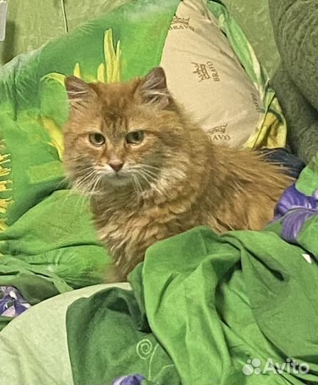 Кошечка Алиса