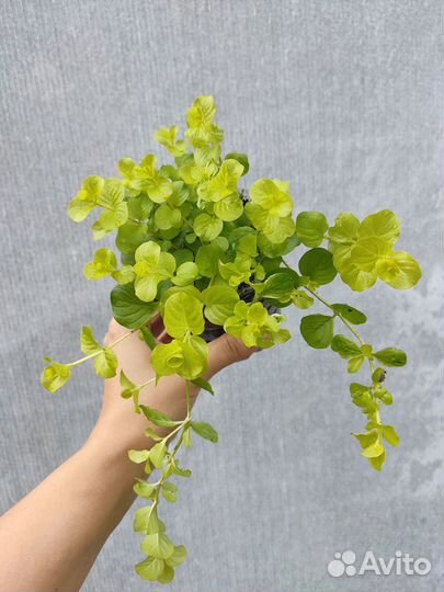 Вербейник монетчатый