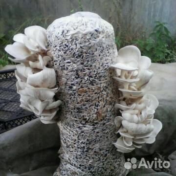 Грибные блоки