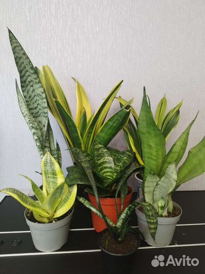 Сансевиерия