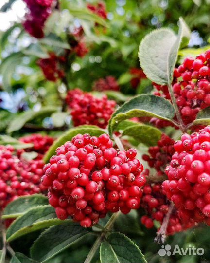 Замороженное пюре Калина 1кг