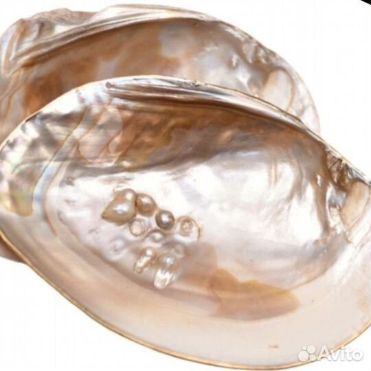 Подставка для украшений ракушка