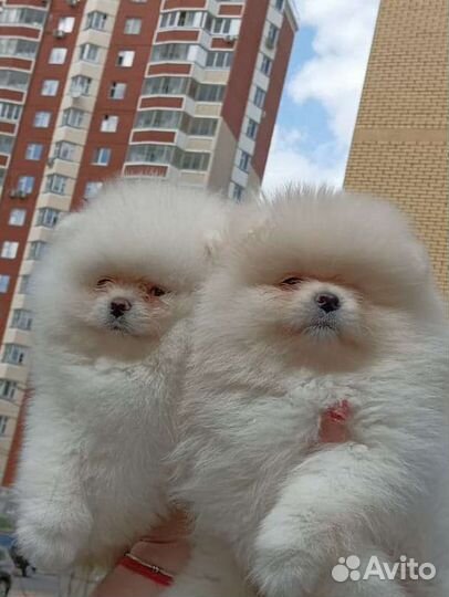 Померанский шпиц мини