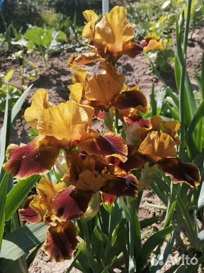 Ирисы бородатые