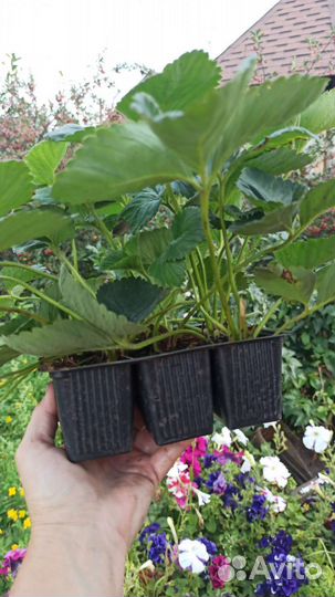 Виктория. Саженцы. Продажа с 15 августа