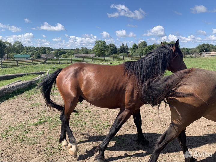 Лошади, молодые жеребчики