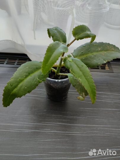 Каланхоэ лечебное