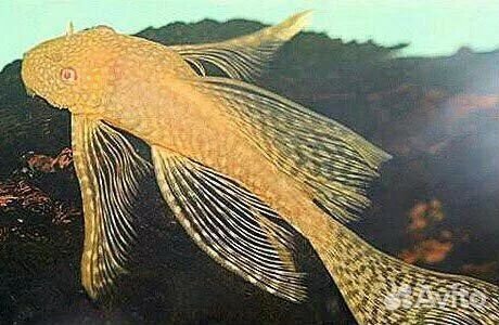 Анциструсы