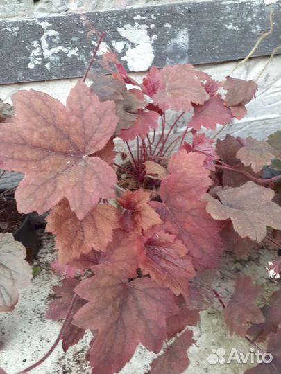 Растения гейхера