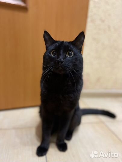 Вязка кошек