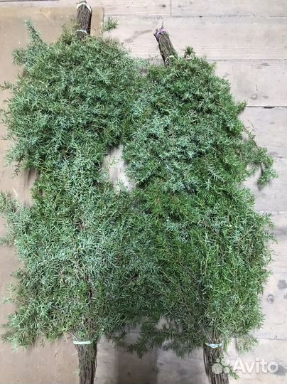 Веники пихта,кедр,можевельник