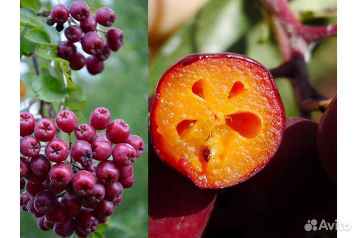 Рябина Гранатная и Плакучая, саженцы