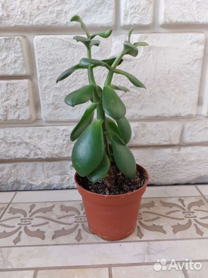 Красула толстянка