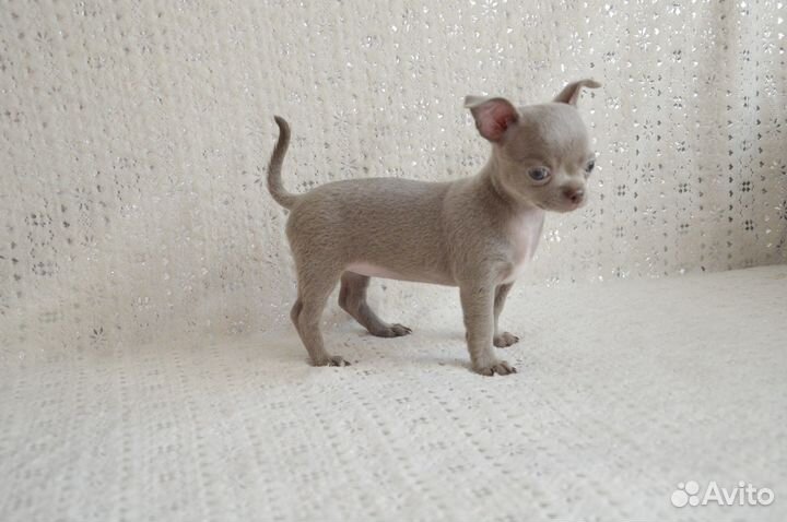 Очень красивые чиходетки