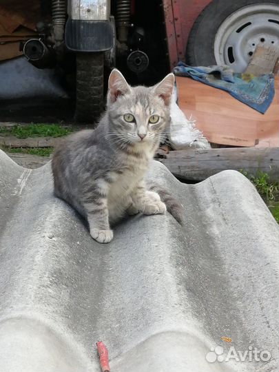 Котята отдам в добрые руки бесплатно