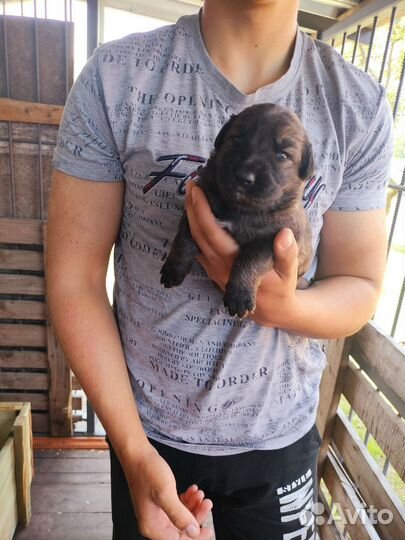 Открыта бронь на щенков