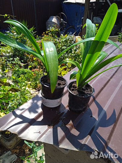 Гименокаллис