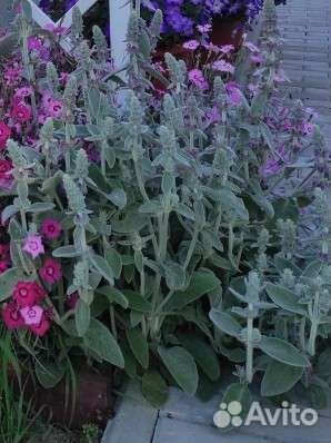 Стахис шерстистый