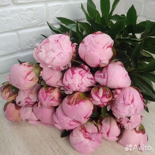 Пионы. Букет из пионов
