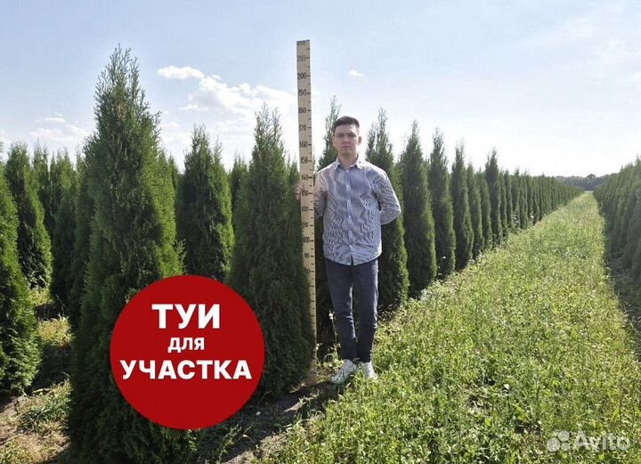 Туя смарагд рост 208 см /опт 150 шт