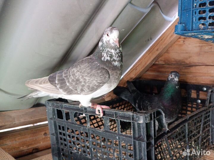 Голуби порода Английский Типплер