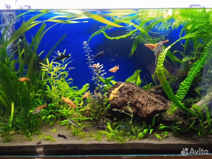 Вода аквариумная, с полезными веществами