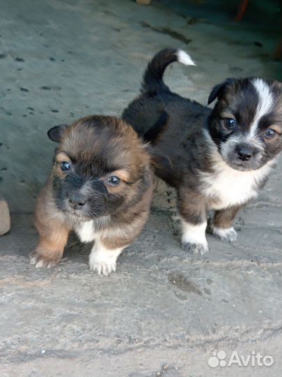 Собака в добрые руки отдам бесплатно