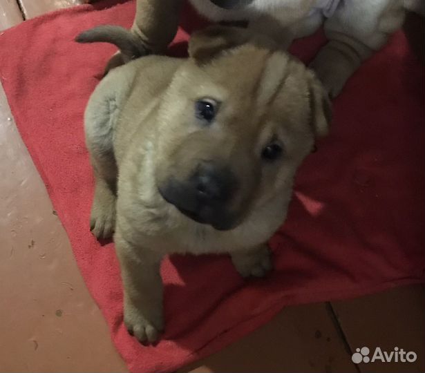 Собака шарпей