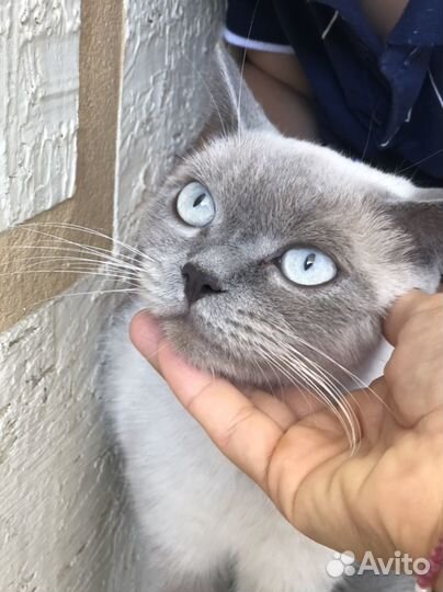 Котята (девочки)в добрые руки бесплатно