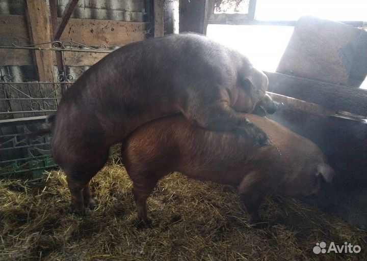 Поросята мясной породы 