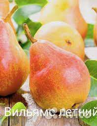 Груша карлик саженцы