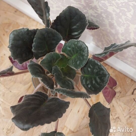 Сортовые фиалки