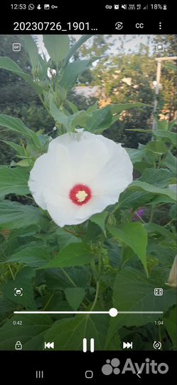 Гибискус травянистый