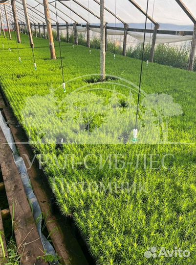 Голубая ель зкс сеянцы