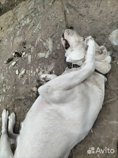 Собака алабай