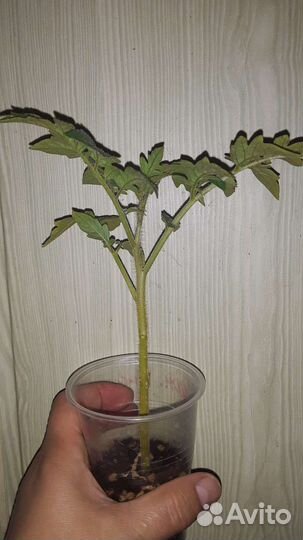 Рассада балконных томатов