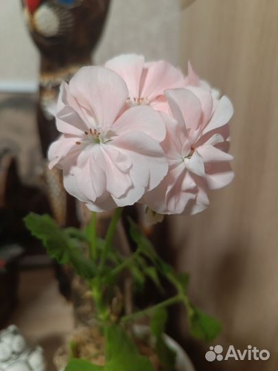 Пеларгония герань