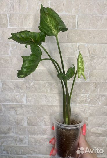 Сингониумы 1