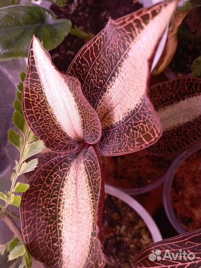 Драгоценная орхидея