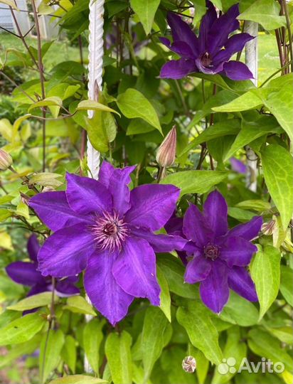 Клематисы 350