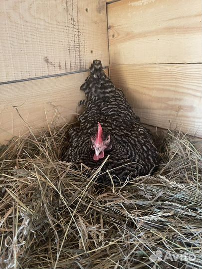 Продам домашнее яйцо