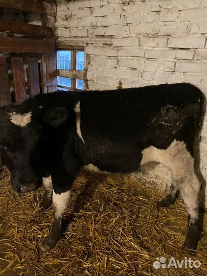 Бычки на откорм