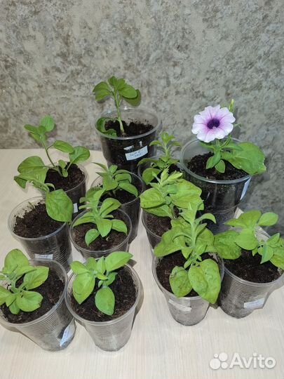 Партнер Петуния каскадная шок вэйв Пинк вайн