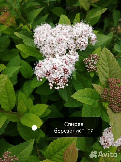 Садовые растения