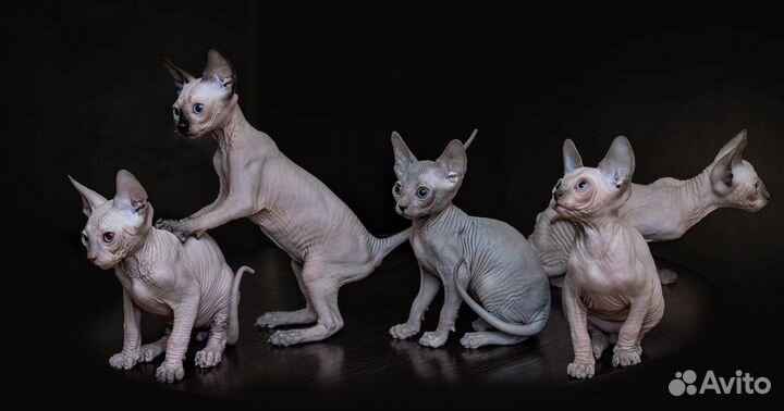 Канадский сфинкс