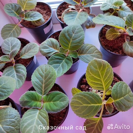 Глоксинии, ен-Новая Волна, детки, листовые черенки