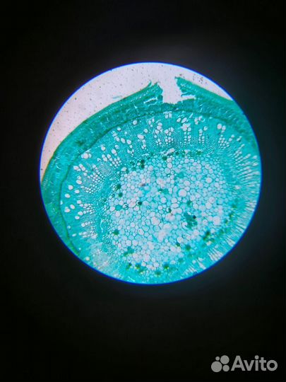 Микроскоп Levenhuk Rainbow 2L