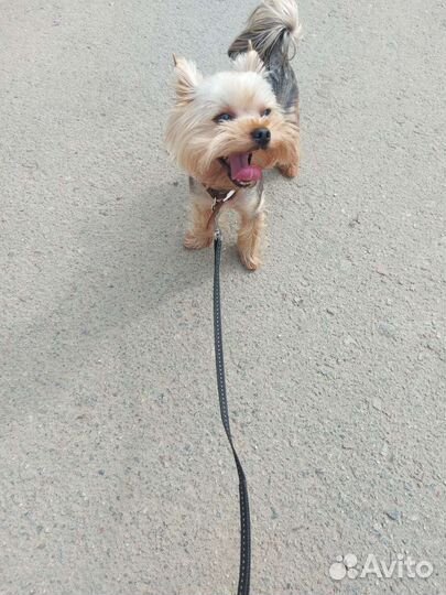 Йоркширский терьер мини, вязка